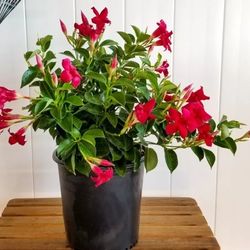 Mandevilla Plant 🪴3gal