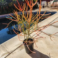 Fire Stick Suculent Cactus Plant
