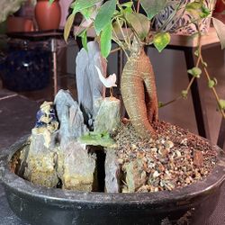 Ginseng Ficus Bonsai Tree/Plant 