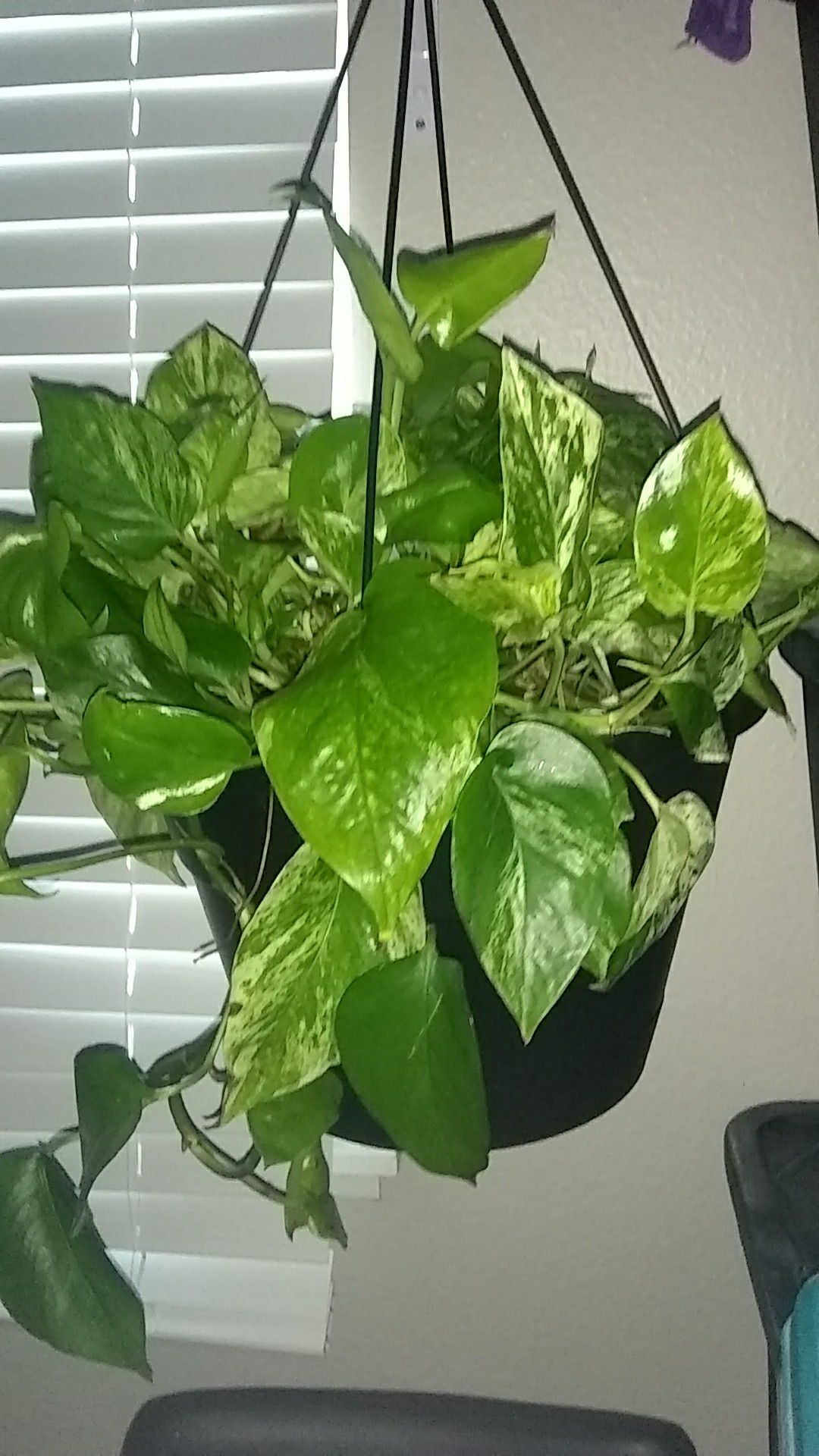 Rare Swiss cheese plant monstera adansonii (freidrichstalii) mother