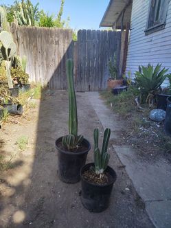 Mexican fence post cactus