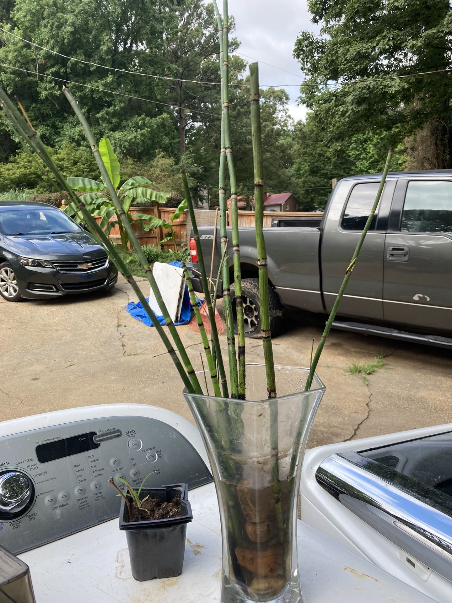 Horsetail Grass