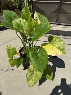 Alocasia Gageana Aurea 