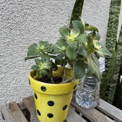 Aeonium succulent plant