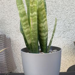 Snake Plant..