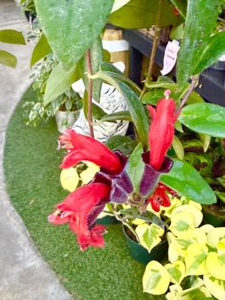 Plants (6”pot🌿Lipstick plant )