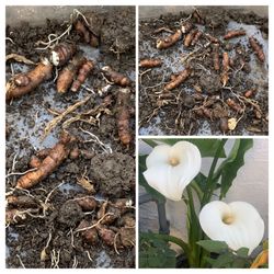 Calla Lily White Flower Plant Bulb (10 small bulbs)  