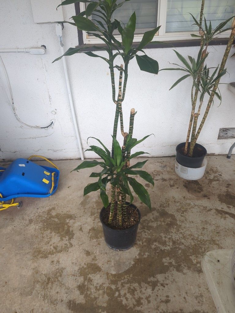 Drecaina Indoor Plants 10inches Pot 5 Feet Tall