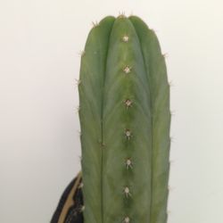 San Pedro Cactus (Super Pedro) X (Scopulicola) 12" Cutting 
