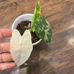 Rare Variegated Alocasia Frydek Plant (pls Read Description Below)
