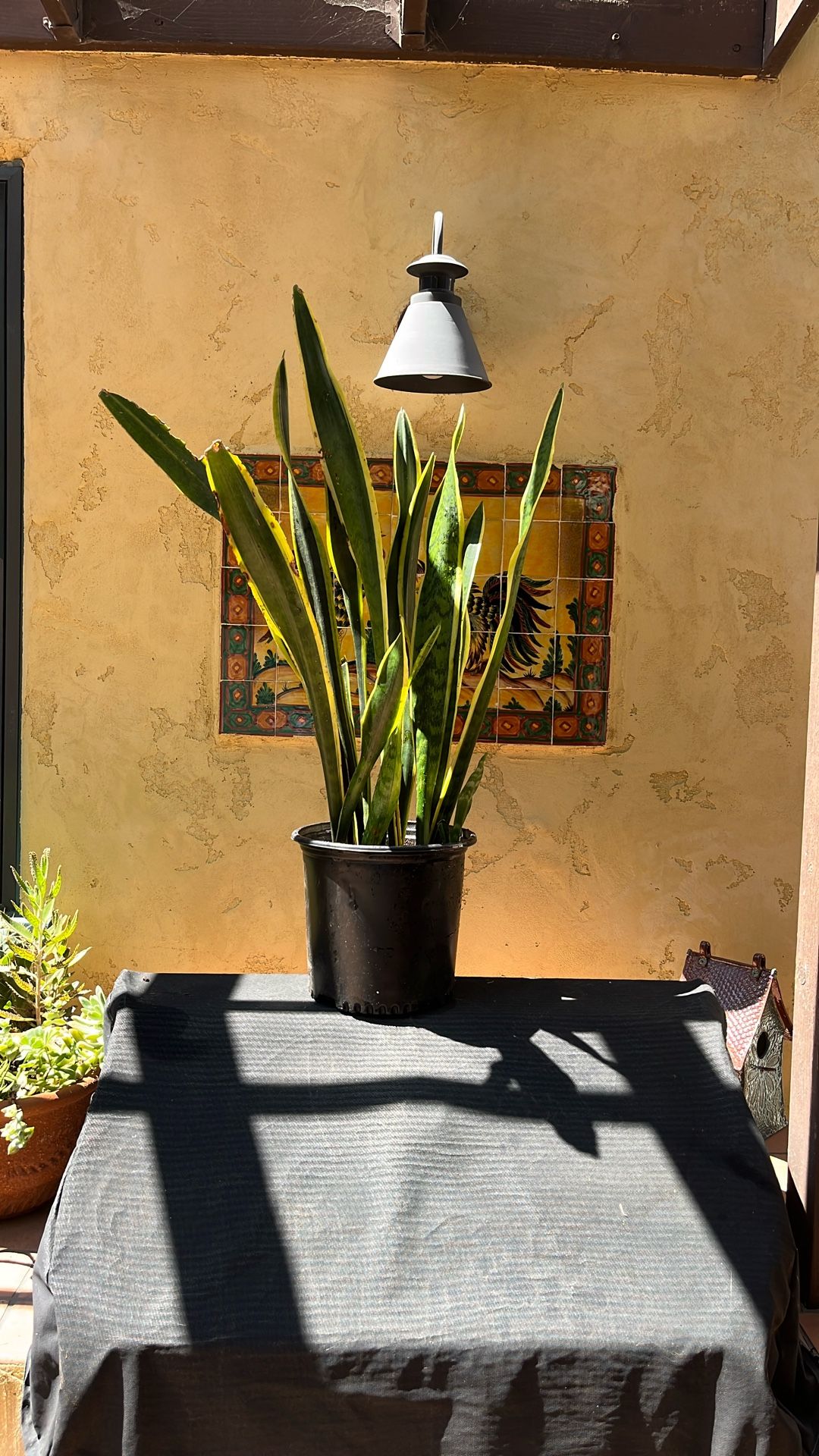 Tall Snake Plant/ Succulent In Plastic Pot
