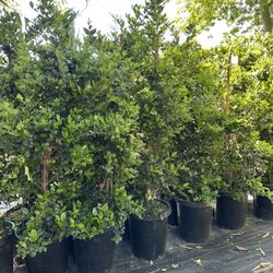 Ligustrum japonicum, Waxleaf Privet Hedges plant, 15gal 