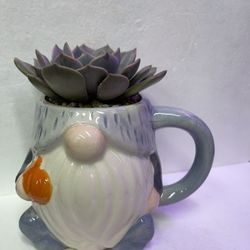 🎄🎁 Echeveria Succulent In Cute New  Dwarf Cup 4"H.