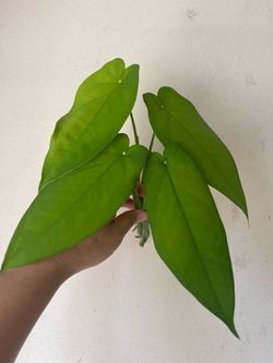 Syngonium Chiapense plant CUTTING