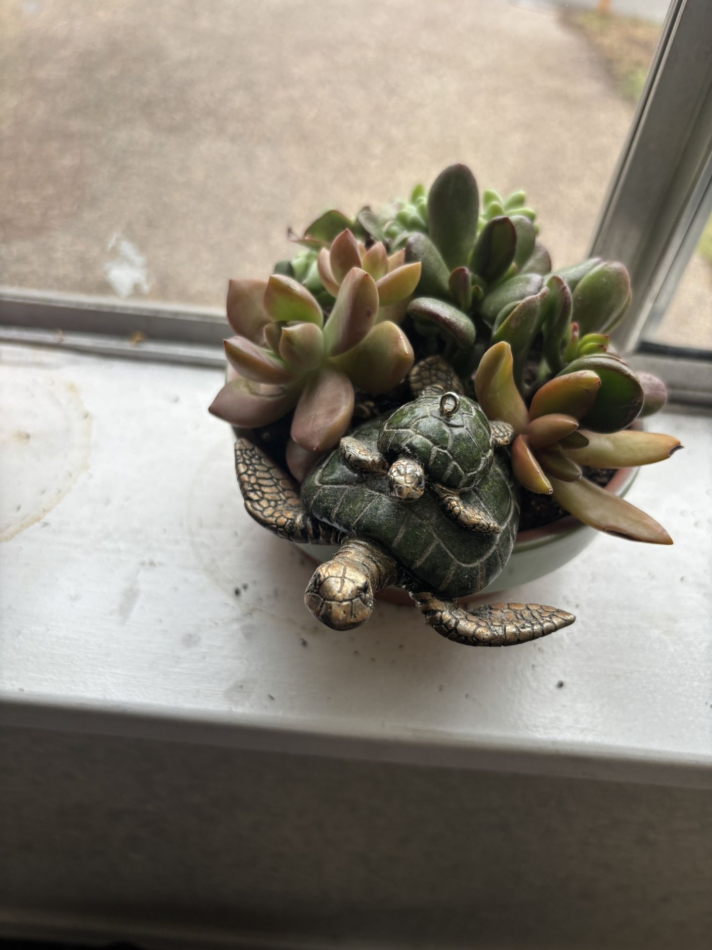 Potted Succulents With Turtle Statue