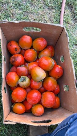 Hachiya persimmons
