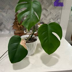 Monstera Albo Plant