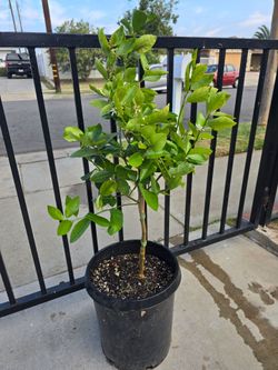 Arbol de limon amarillo muy jugozo