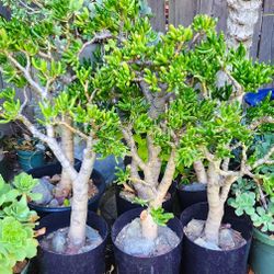 Gollum Jade Bonsai Plants 2-3' ft. Tall! 🌱