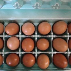 Fresh Farm Eggs For Sale