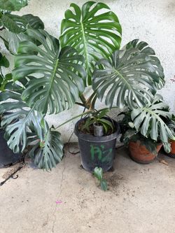 Mostera Plant