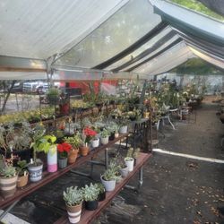 Plant Sale At 4.00 @  And Up.11508 Judge Ave, Orlando  32817.