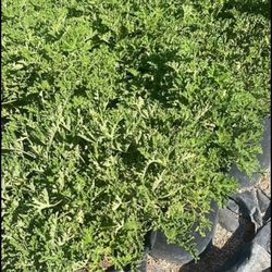 Citronella Mosquito Plant