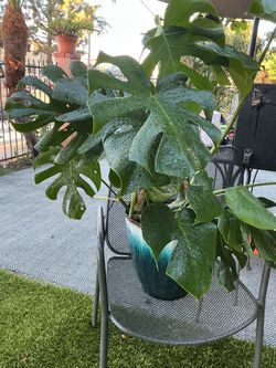 Monstera