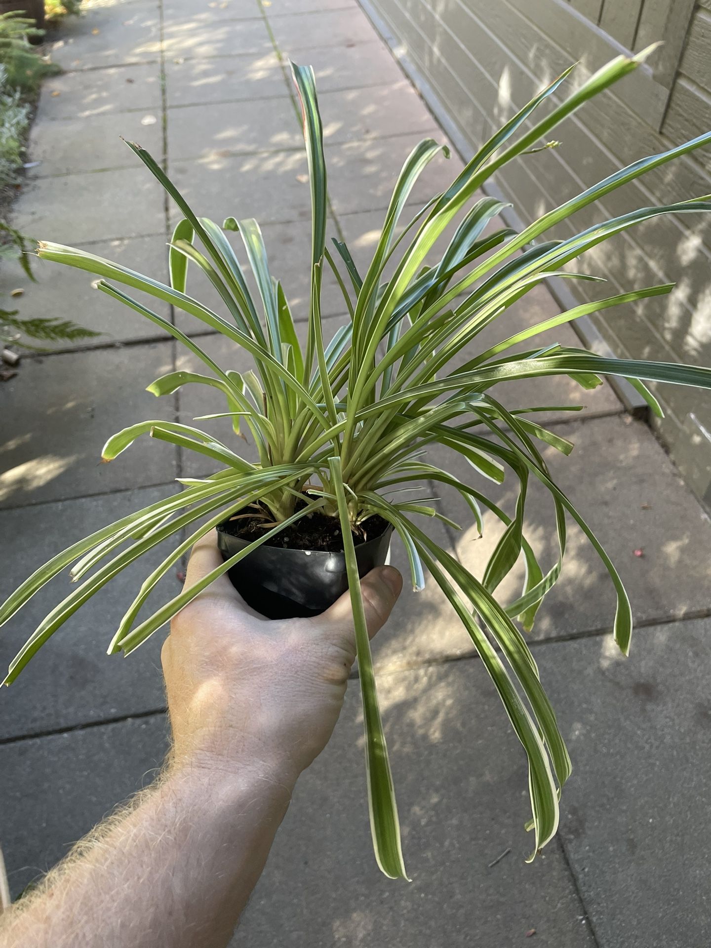 Free Spider Plants