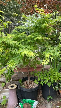 Coral Bark mapke tree
