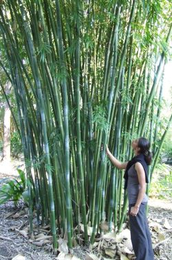 Weaver's Bamboo ~ Clumping Bamboo