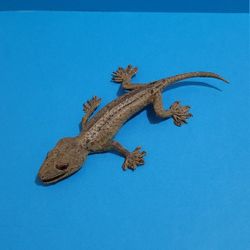 RARE Vintage AAA Lizard Gecko Replica Realistic Figure Collectible 6 " Long. 