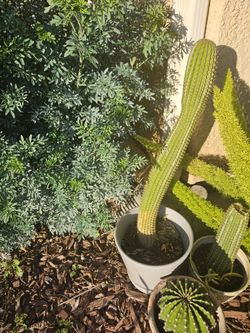 Over 1ft Tall  Cactus. 