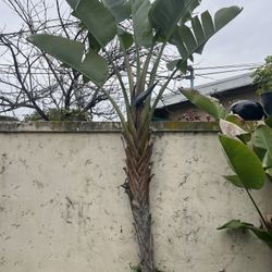 Bird Of Paradise (Tall) 