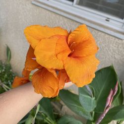 Canna Lilly Plant Bulbs 🌱 Flowers