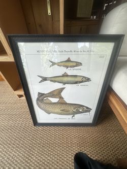 Framed Poster from Deyrolle Paris 18x24