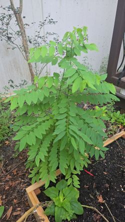 Katuk Plant