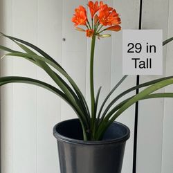 Clivia Flower Plant