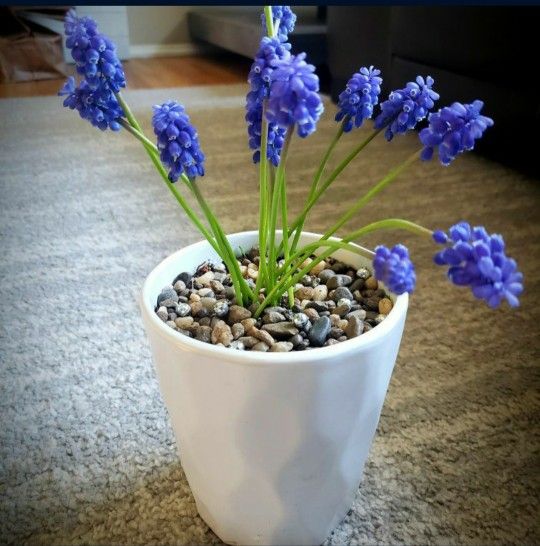 Grape Hyacinth Planter & Bulbs