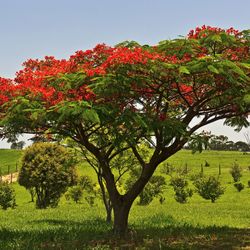 Royal Poinciana ,Flamboyant Red