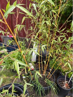 Golden bamboo