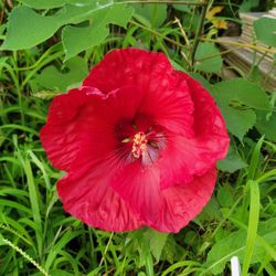 Red Hibiscus