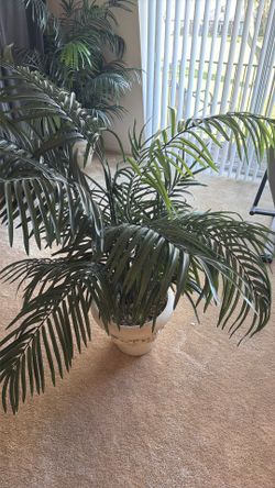 Silk Palm Plant 