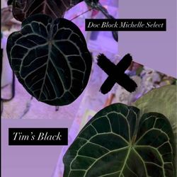 ANTHURIUM DOC BLOCK MICHELLE SELECT X TIM’S BlACK SEEDLING
