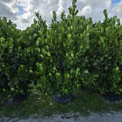 huge clusias 6 feet tall Instant Privacy Hedge 