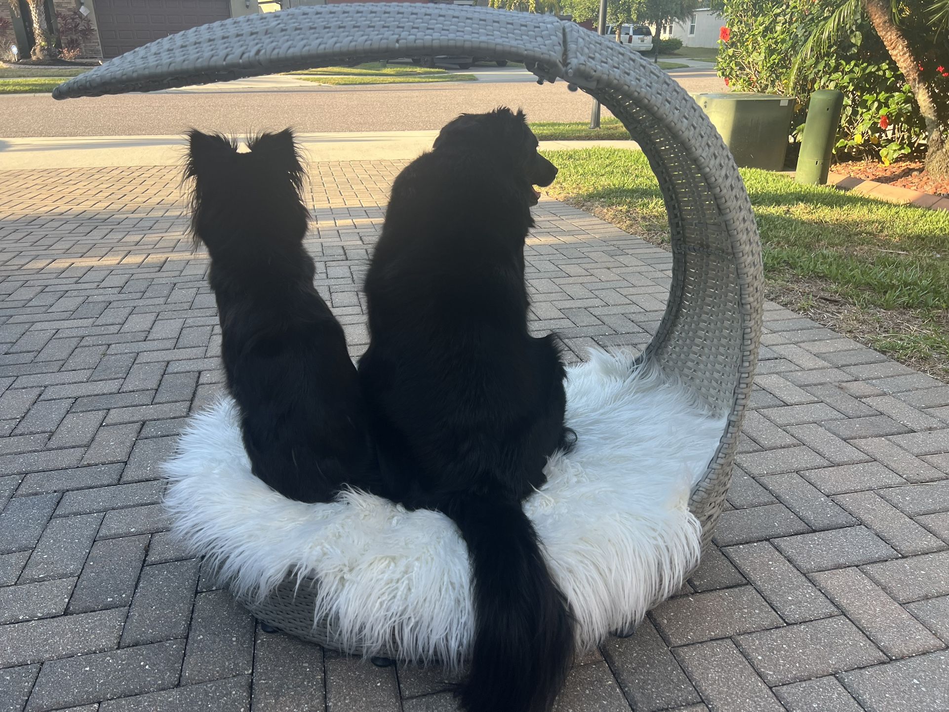 Luxury Outdoor Patio Dog Lounger