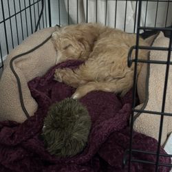 Purple Sheepadoodle Blanket And Supplies