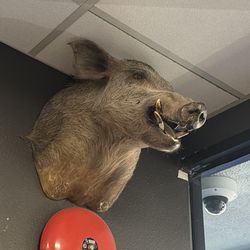 Taxidermy Boar Head