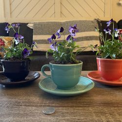 3 Planted Teacups And Saucers With Pansies