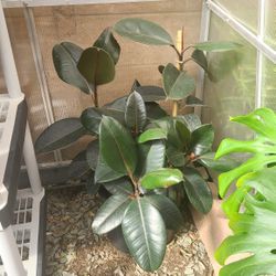 Ficus Burgundy Elastica Tree Indoor Plant 